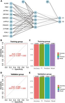 Establishment and analysis of artificial neural network diagnosis model for coagulation-related molecular subgroups in coronary artery disease